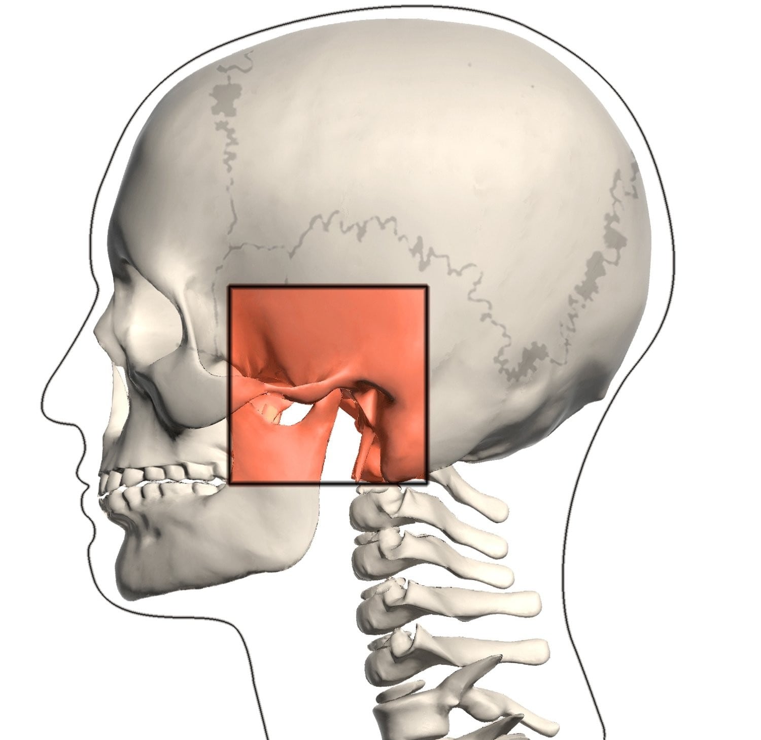 TMJ joint anatomy diagram